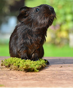 guinea pig on brown wooden surface thumbnail