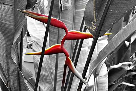 selective color photo of red plant thumbnail