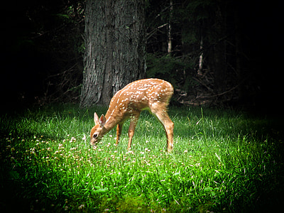 deer on green grass lawn thumbnail
