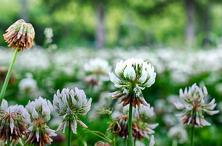photography of white flowers thumbnail