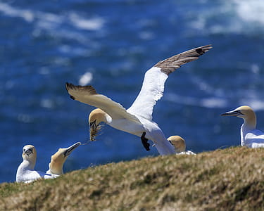 Northern Gannets at Cape St. Mary s, Ecological Reserve in Newfoundland and Labrador, Canada. thumbnail