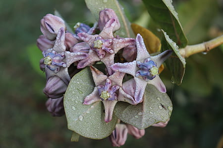 selective focus photography of purple petaled flowers thumbnail