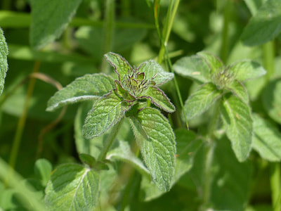 green leafed plant thumbnail
