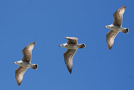 3 White Birds Flying Under Blue Sky thumbnail