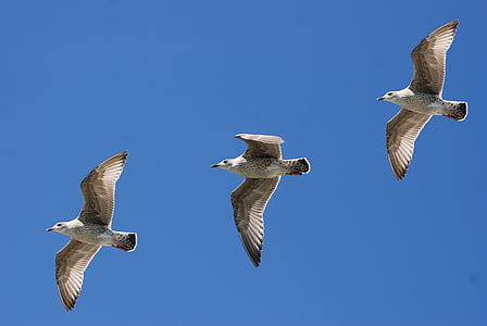 three grey gulls flying at daytime thumbnail