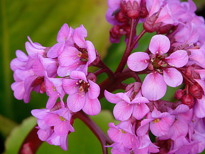 Bergenia, Settled Wurz thumbnail