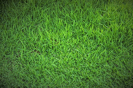 green grass field thumbnail