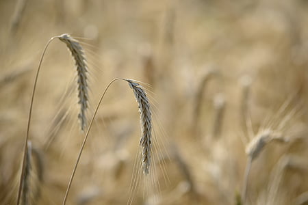 brown wheat field thumbnail