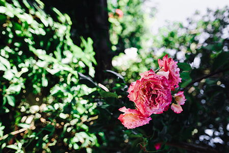 Roses of Bulgaria thumbnail