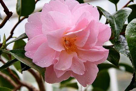 close-up photo of pink rose in bloom at daytime thumbnail