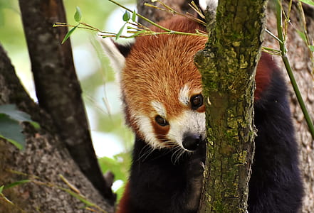 red panda on branch of tree thumbnail