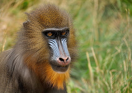photo of brown and blue primate animal thumbnail
