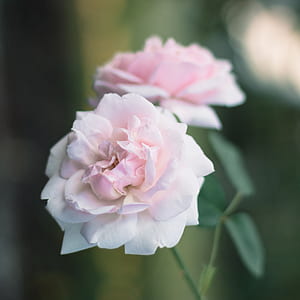 selective focus photography of white petaled flowers thumbnail