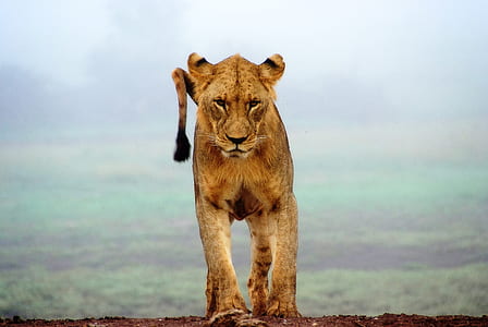 brown lionesse thumbnail