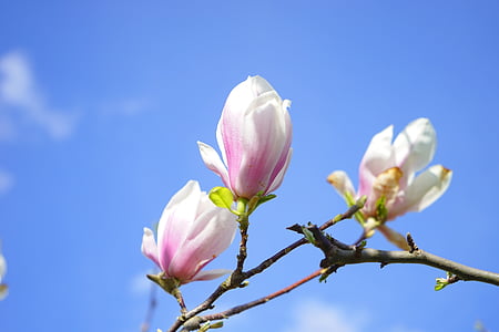 white-and-pink petaled flowers thumbnail