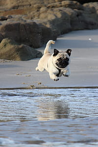 fawn pug jumping on water thumbnail