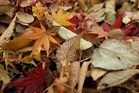 close up photo of dried leaves thumbnail