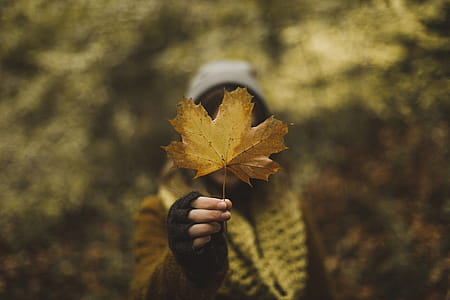 Woman Holding Maple Leaf In Fall Photo thumbnail