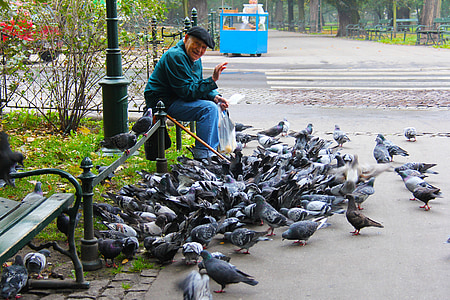 man sitting near flocks of dove thumbnail