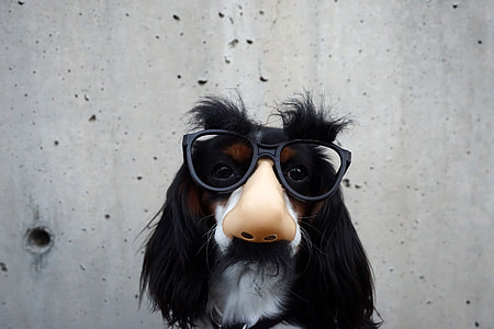 Dog wearing funny mask with glasses thumbnail