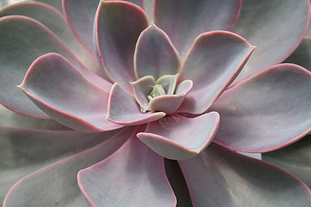 succulent plant thumbnail