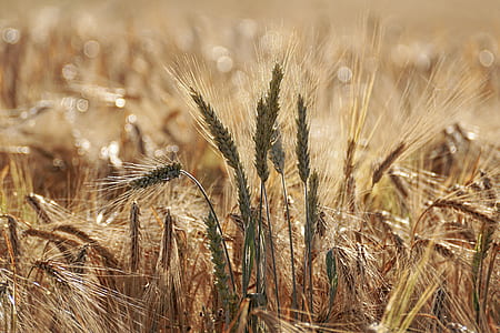 close-up photo of wheats thumbnail