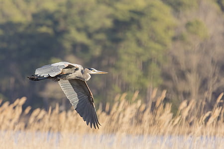 long-beak white and black bird flying near brown grasses thumbnail