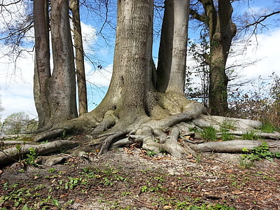 trees during daytime thumbnail