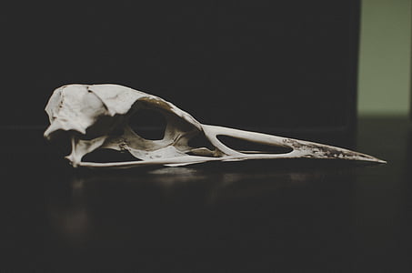 selective focus photography of bird skull thumbnail