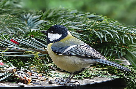 bird beside green leaf thumbnail