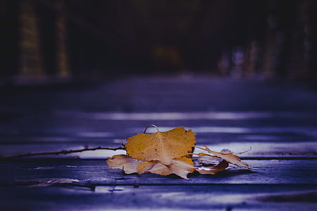 brown plant leaves on ground in focus photography thumbnail