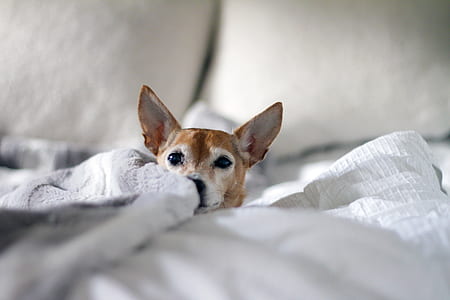adult smooth tan and white Chihuahua lying on bed thumbnail