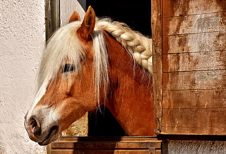 brown horse on brown wooden window thumbnail