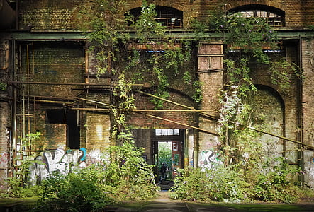 green plants beside brown concrete buildings thumbnail