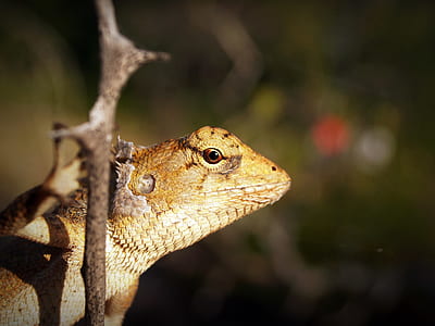Shallow Focus Photography of Yellow and White Lizard Clinging on Tree Branch thumbnail