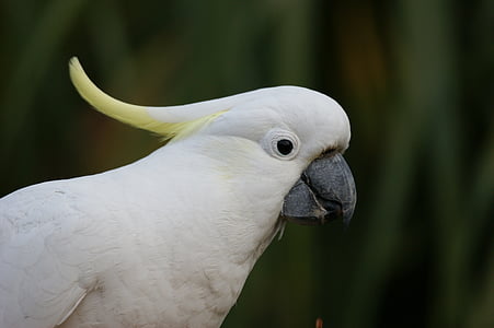 selective focus photo of sulphur-crested cockatoo thumbnail