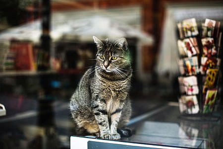 selective focus photography of brown tabby cat on display counter thumbnail