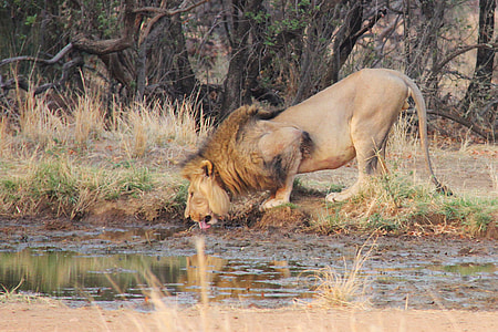 lion drinking water thumbnail