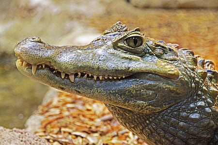 selective focus photography of gray and brown crocodile thumbnail