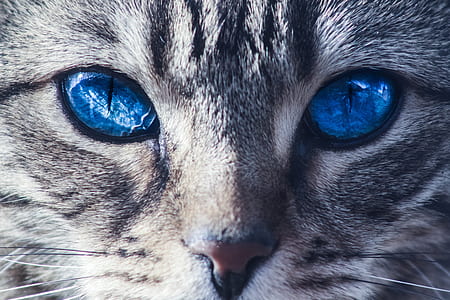 gray Tabby cat thumbnail