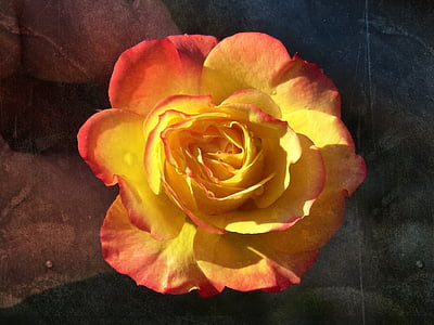 orange-and-pink rose flower thumbnail