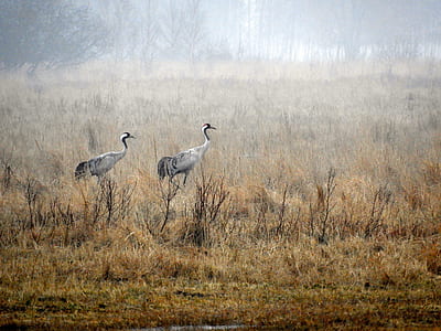 white birds standing on grass field thumbnail