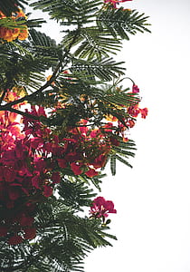 red petaled flowers during daytime thumbnail