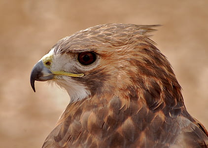close up of brown hawk thumbnail
