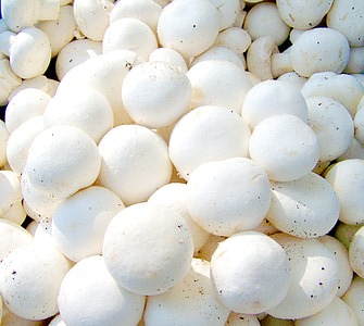 close-up photo of mushroom thumbnail