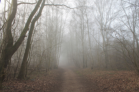 pathway through forest during fog thumbnail