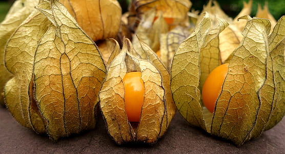physalis fruits thumbnail