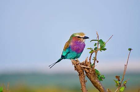 purple and green short-beak bird perching on tree branch thumbnail