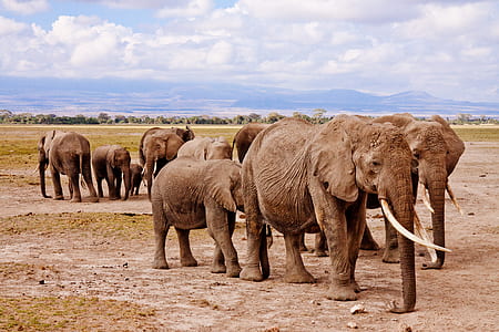 gray elephants under white clouds during daytime thumbnail