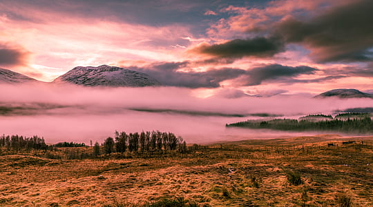 green trees covered with fog thumbnail